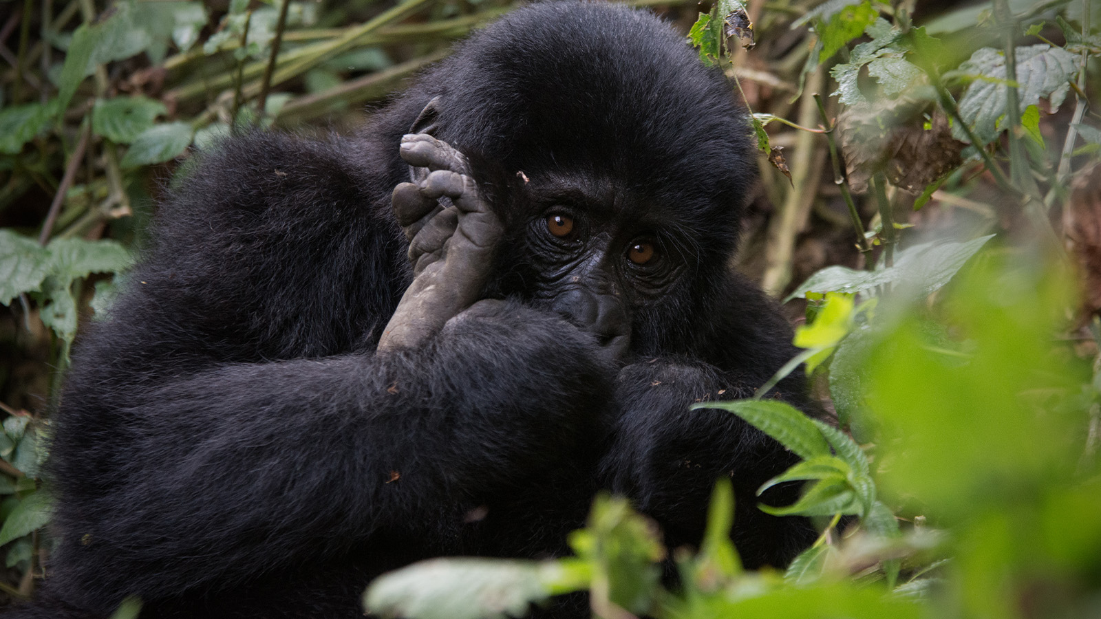 Bwindi Impenetrable National Park