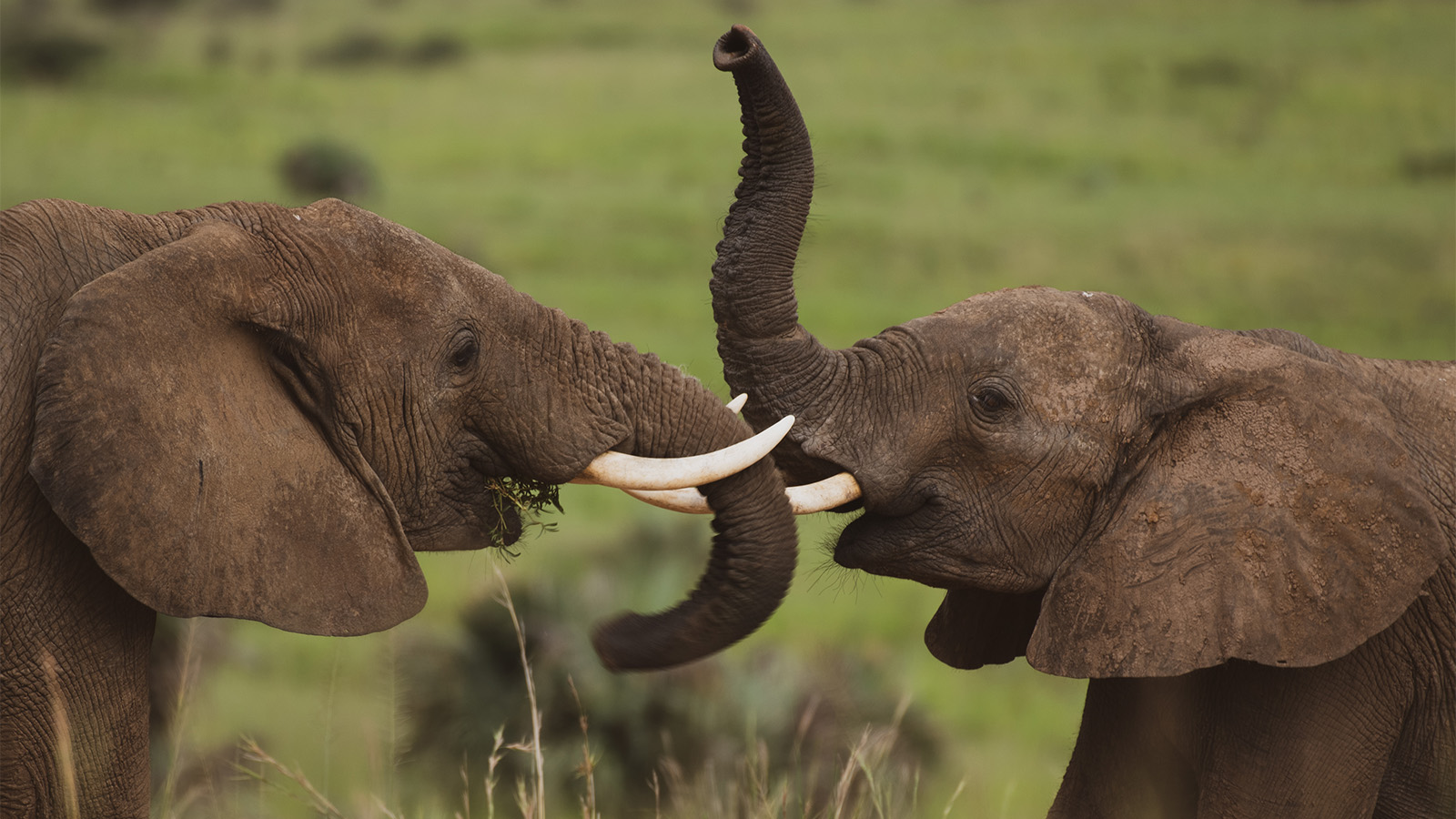 Murchison Falls National Park