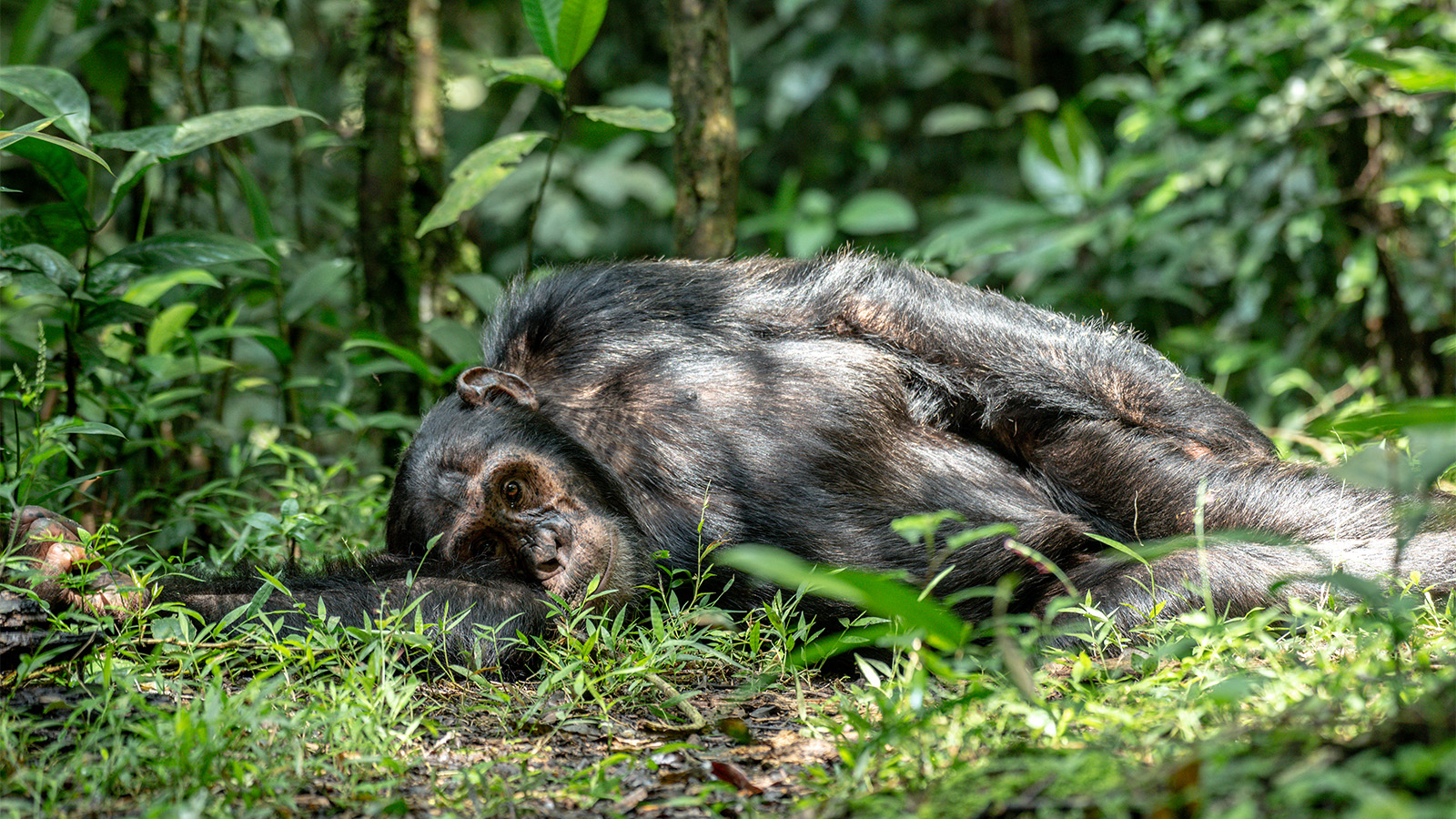 Kibale National Park