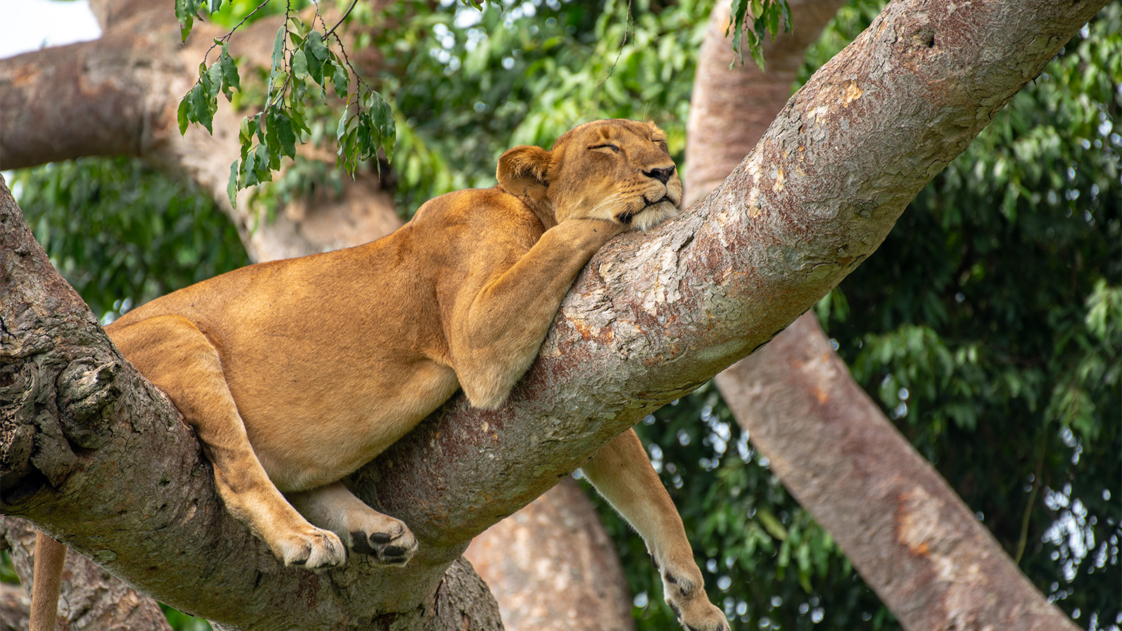 Queen Elizabeth National Park