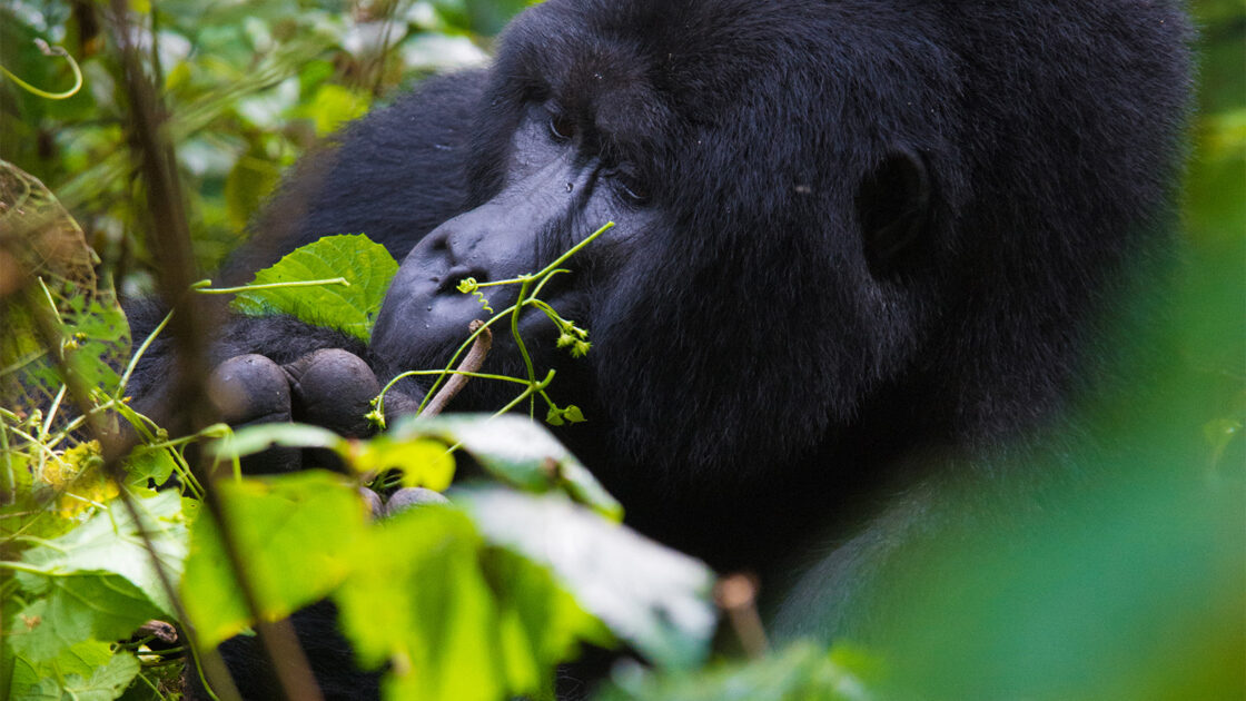 Is Gorilla Trekking Available Every Day in Uganda?