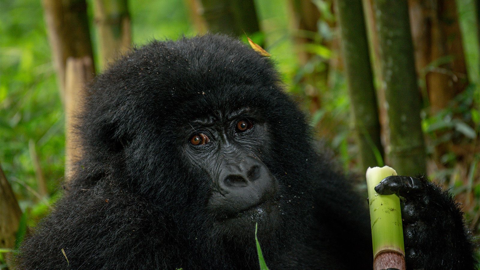 3 Days gorilla trekking experience Tour Through Kigali