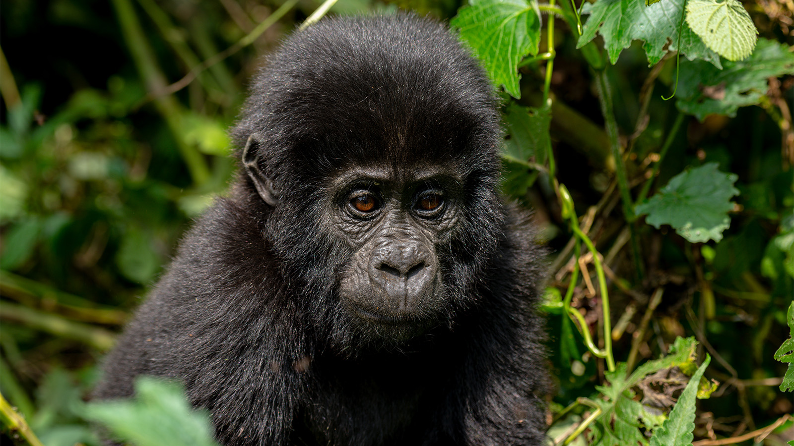 2 Days gorilla trekking experience Tour Through Kigali