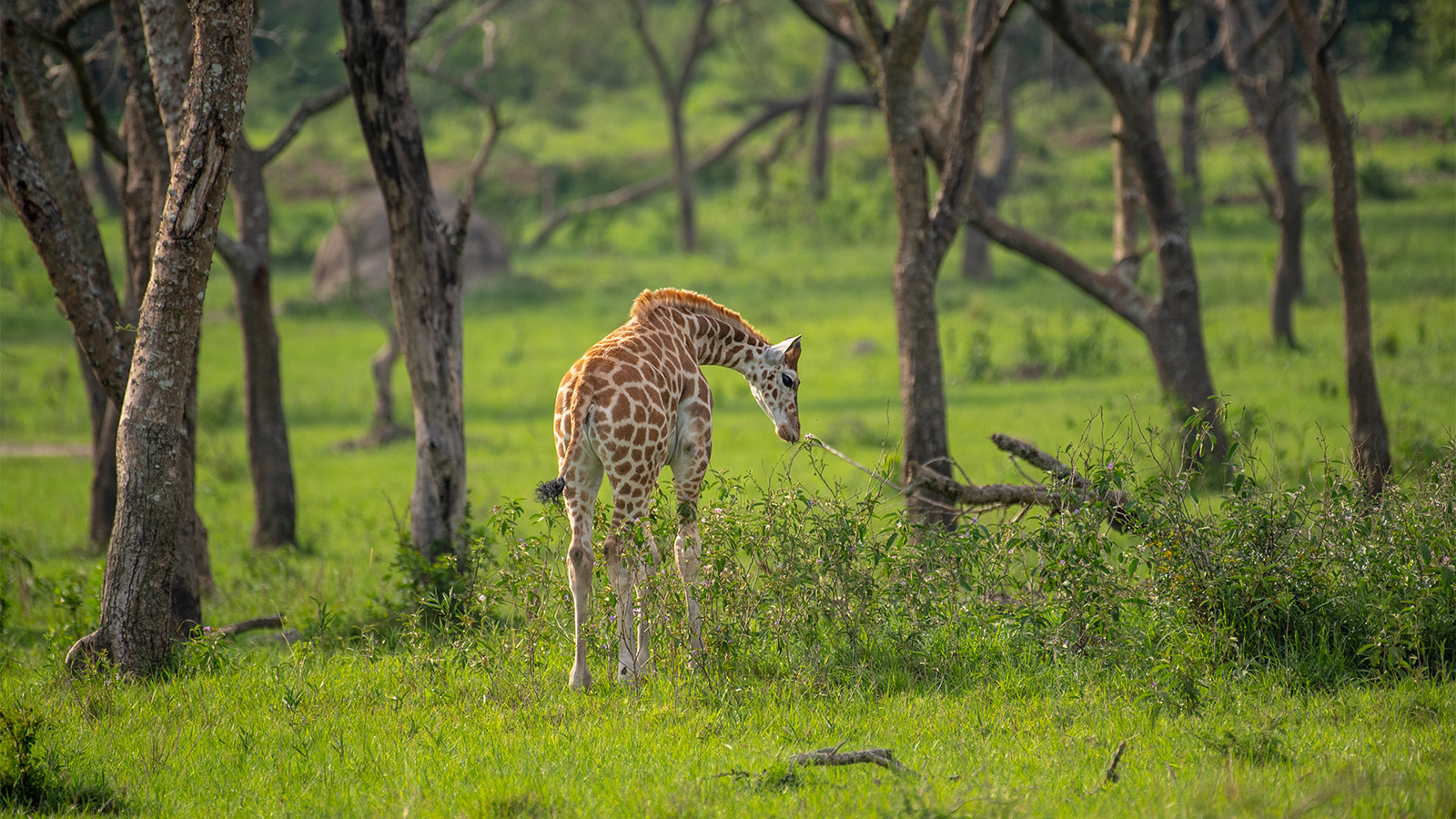 2 Days Lake Mburo Safari