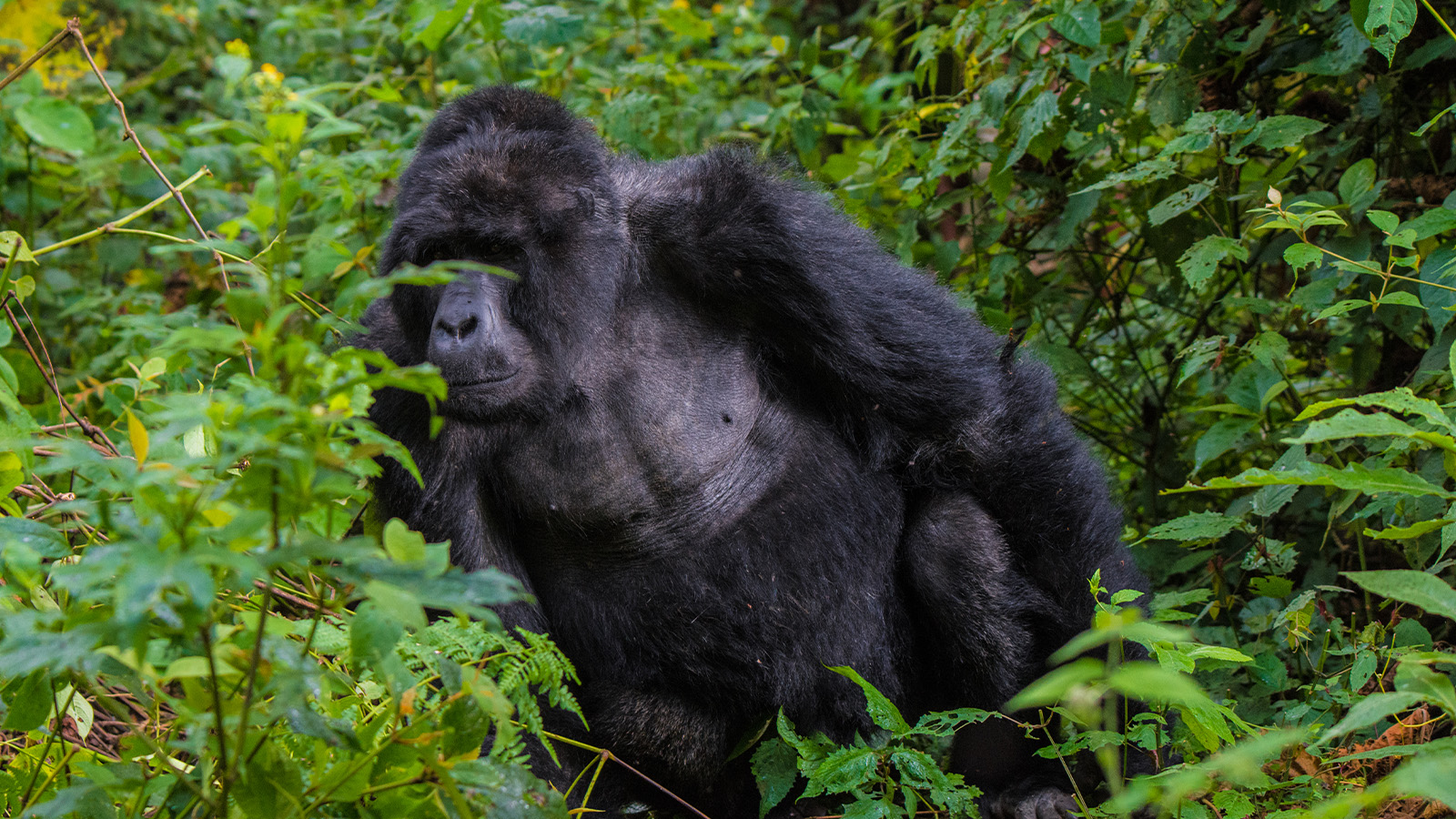 What level of fitness do I need to have to do Gorilla Trekking?