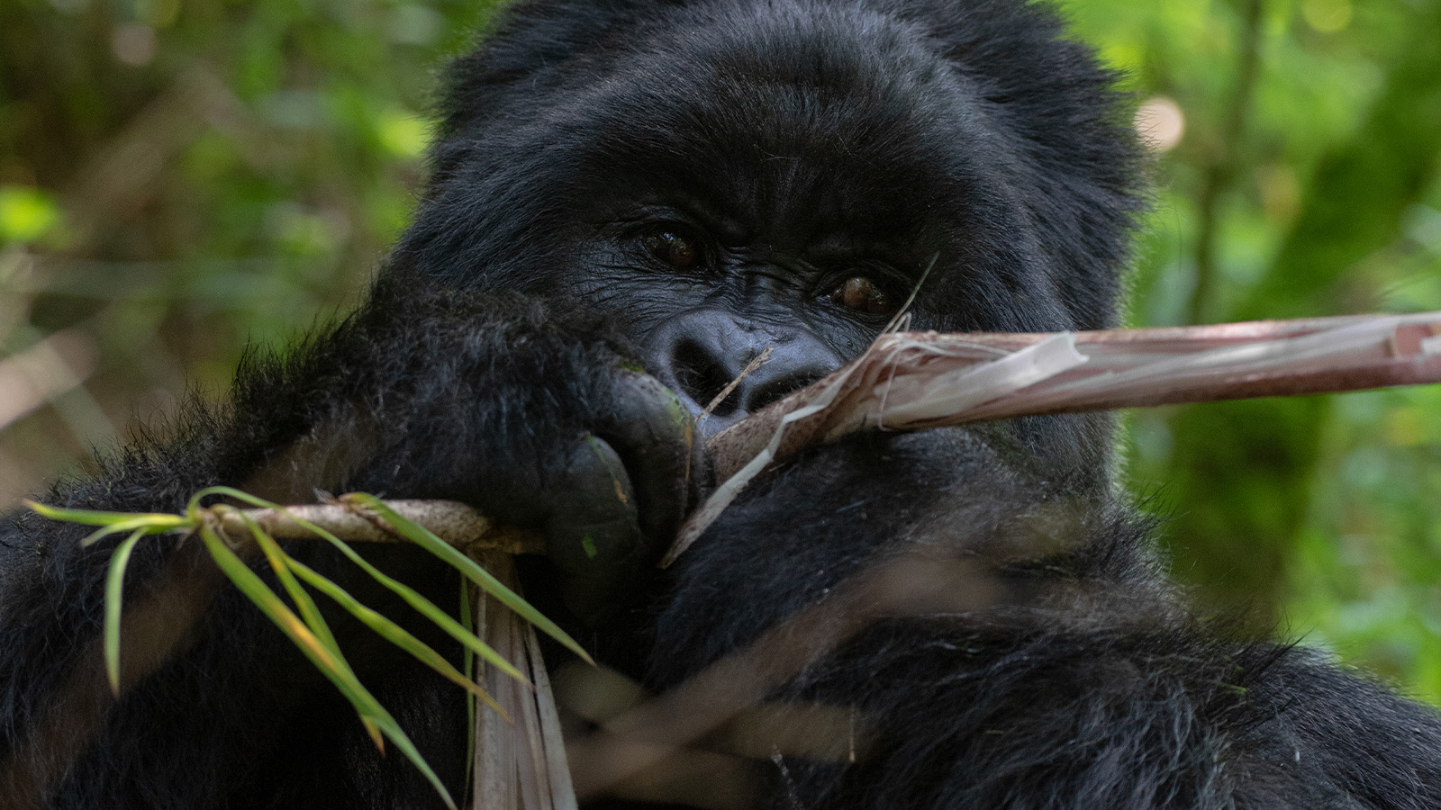 3 Days gorilla habituation experience tour from Kigali