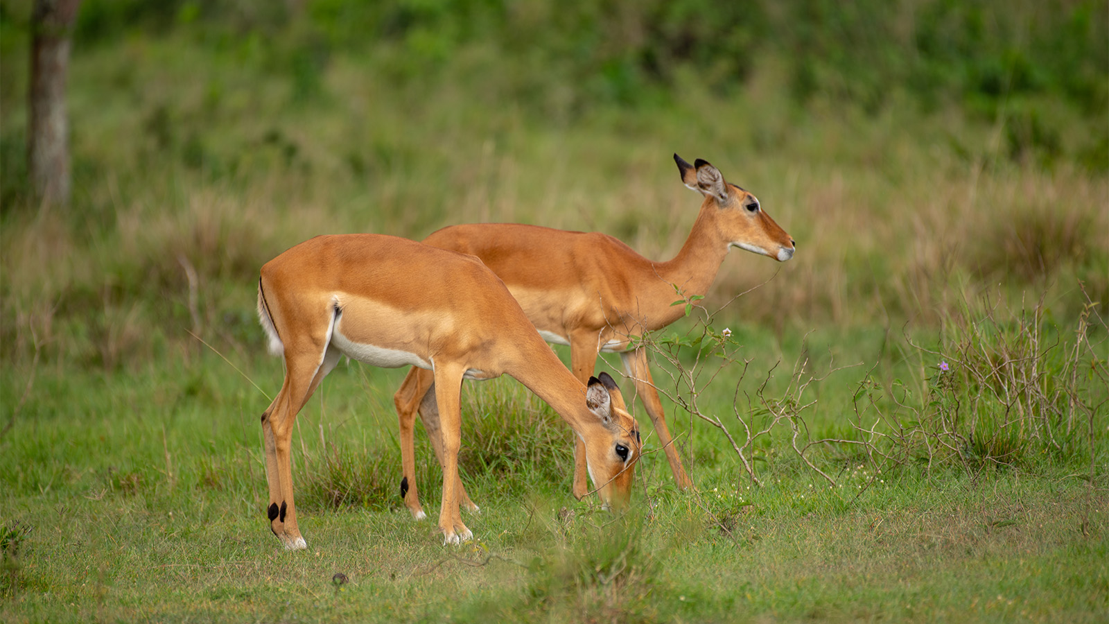 Tanzania