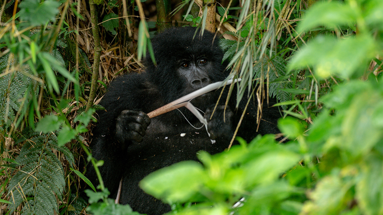 Mgahinga Gorilla National Park