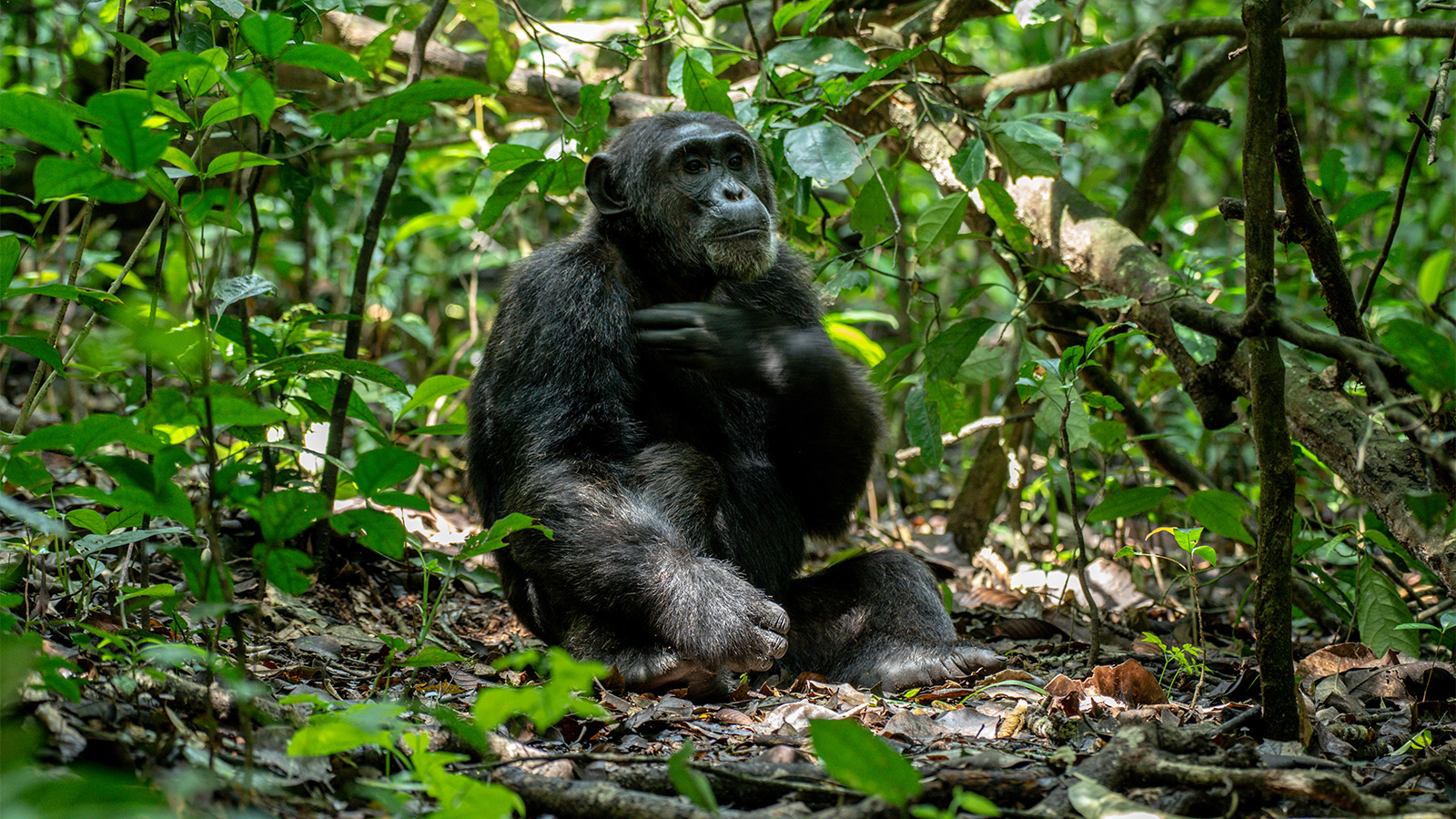 5-day Uganda gorilla trek and chimp trek safari