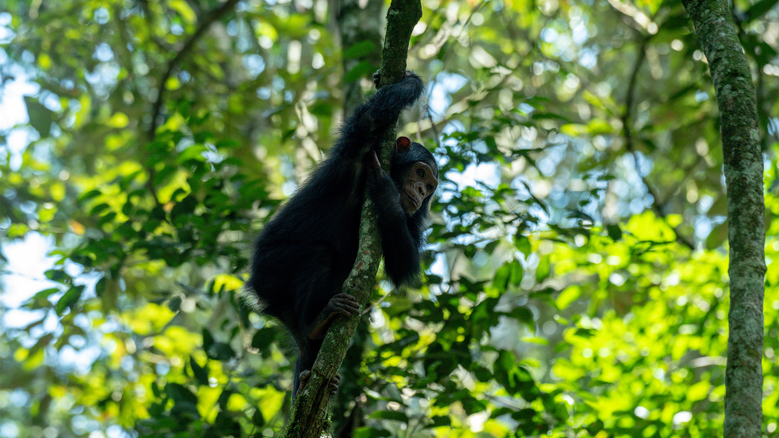 5-day gorilla trek and chimpanzee trek safari through Kigali