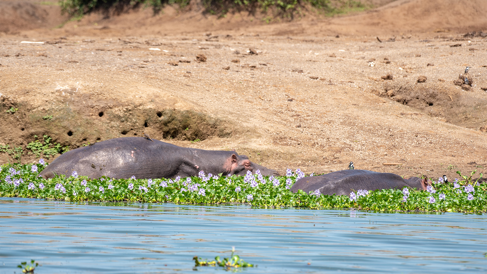 5-day gorilla trekking and wildlife safari from Kigali