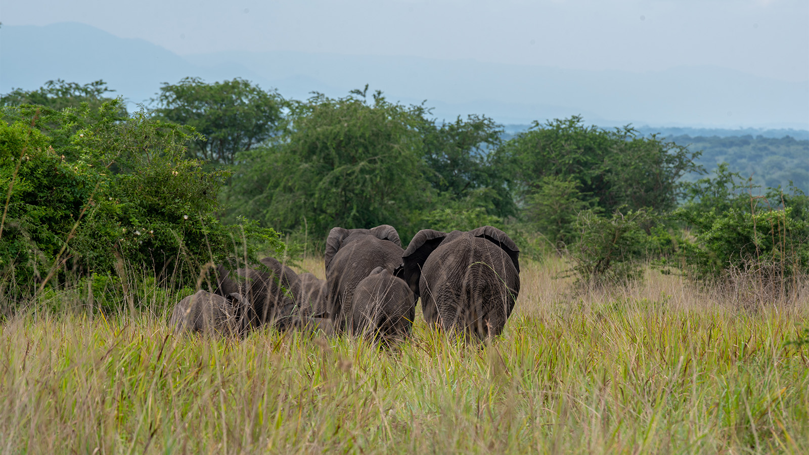 6-day Uganda gorilla, game & chimp