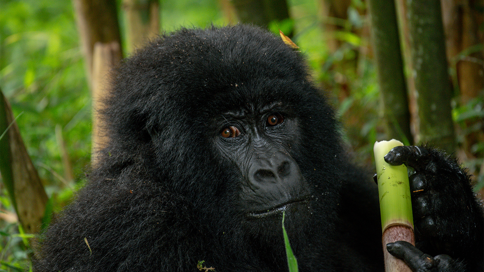 Gorilla Trekking for the Elderly and Disabled