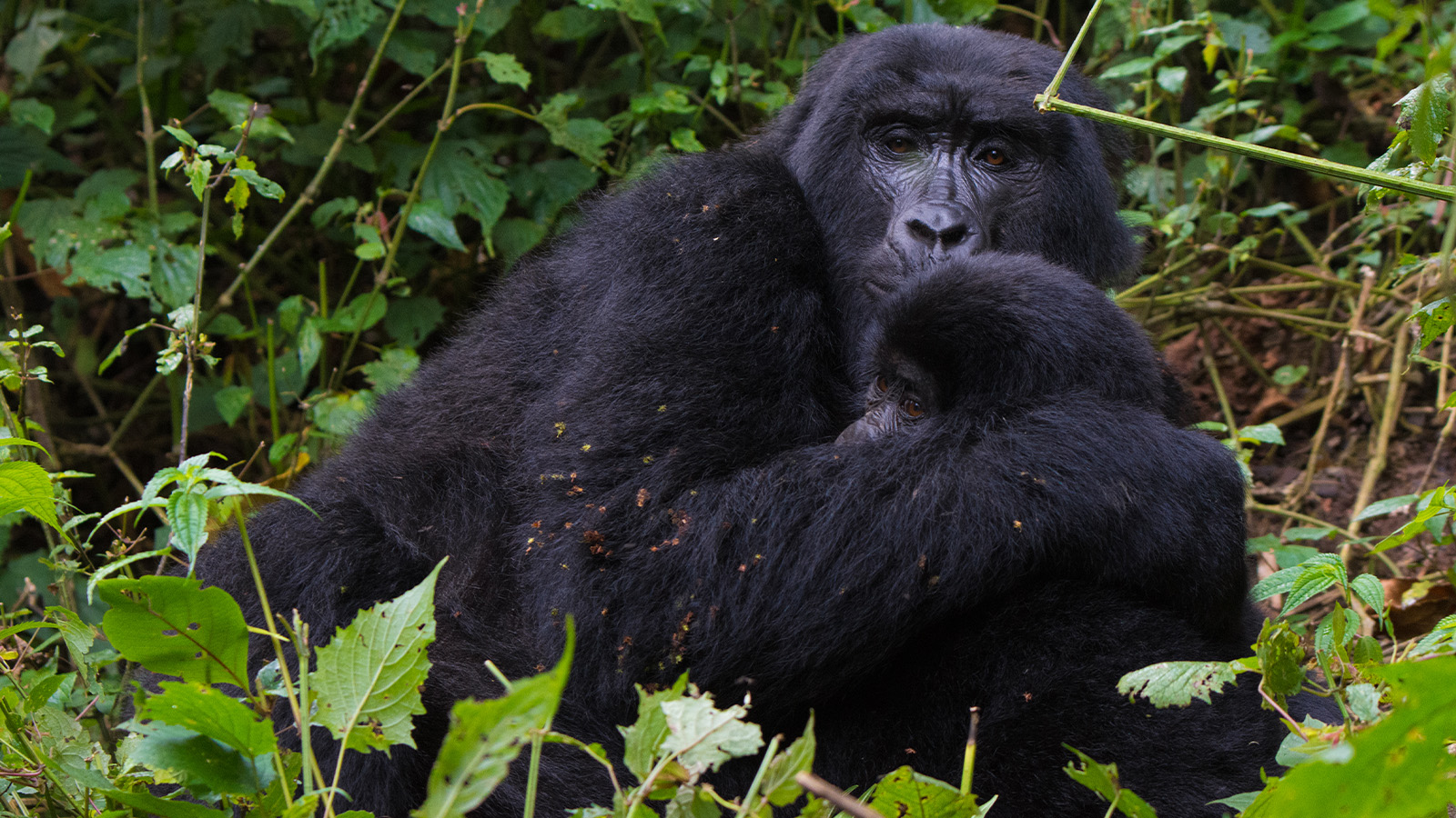 Gorilla Trekking