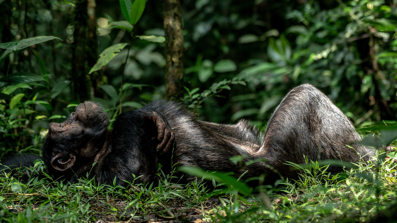 Nyungwe National Park