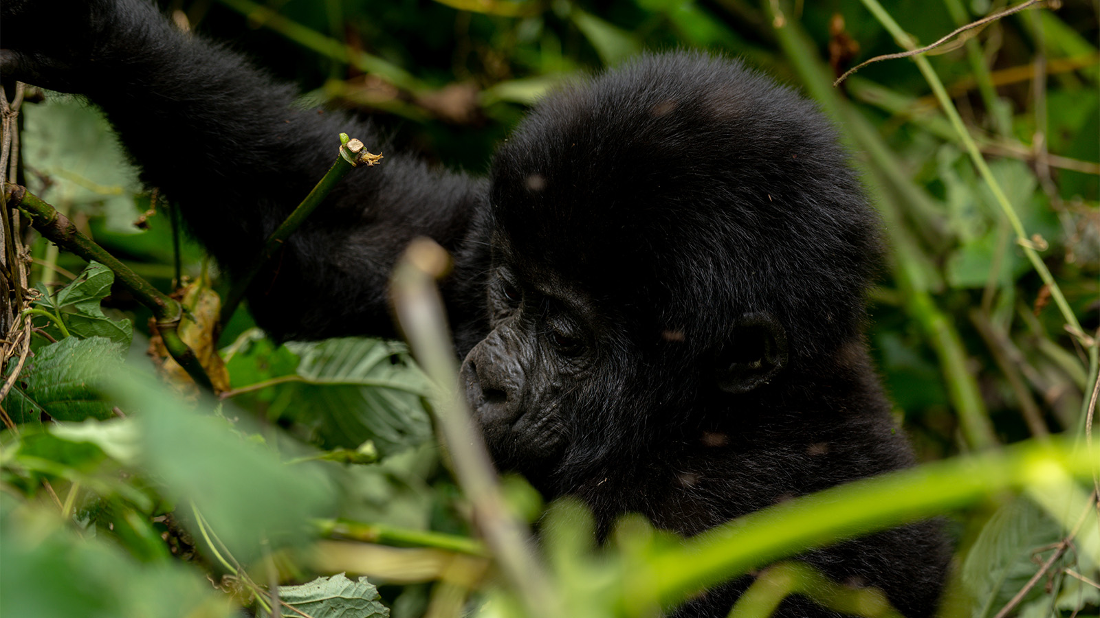 Where and How to Buy Gorilla Permits in Uganda and Rwanda