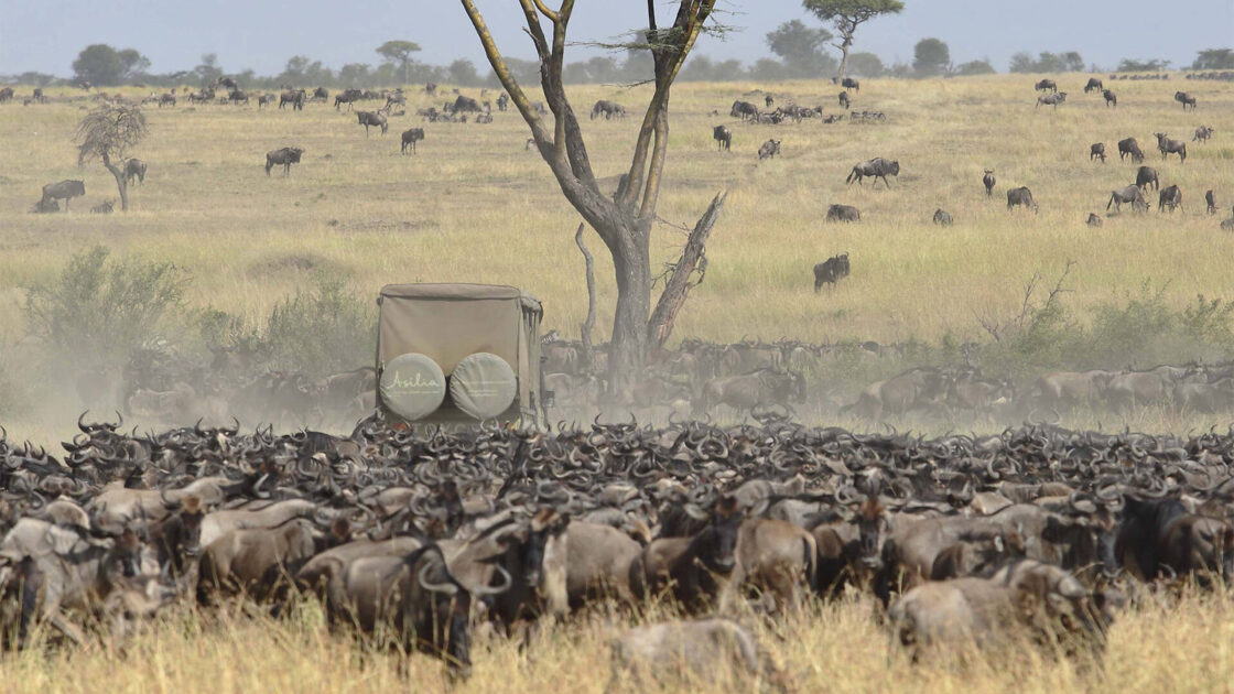 A Comprehensive Guide to the Wildebeest Migration in Kenya and Tanzania